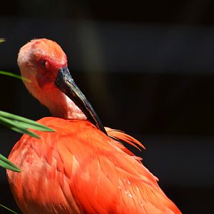 Scarlet Ibis