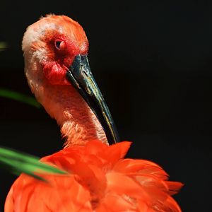 Scarlet Ibis