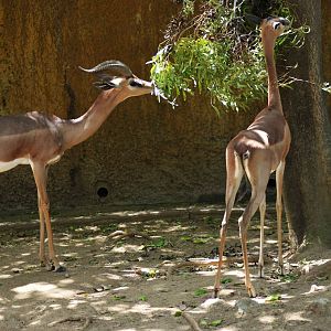 Gerenuk