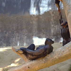 Chimpanzees