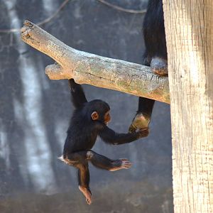 Chimpanzee Antics