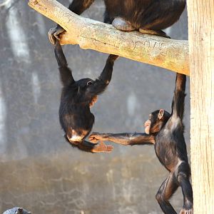 Chimpanzee Antics