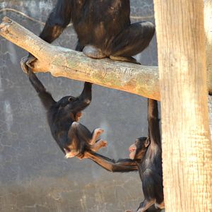 Chimpanzee Antics