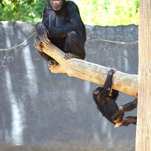 Chimpanzee Antics