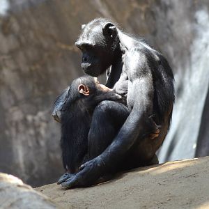 Chimpanzees
