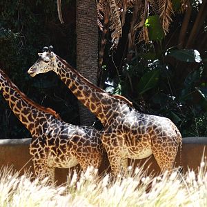 Masai Giraffes