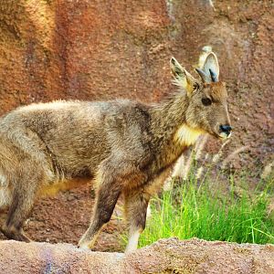 Central Chinese Goral