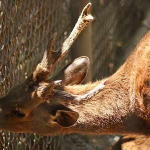 Calamian Deer