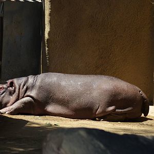 Hippopotamus