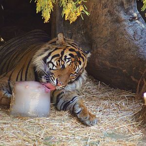 Sumatran Tiger