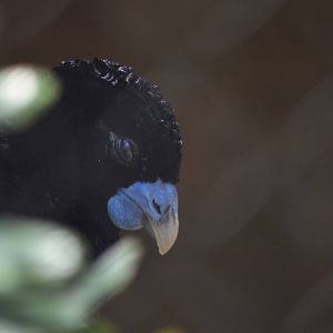 Blue-billed Curassow