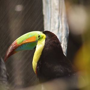 Keel-billed Toucan