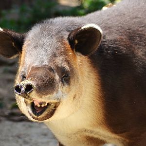 Central American Tapir