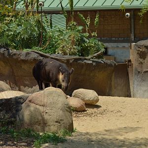 Central American Tapir