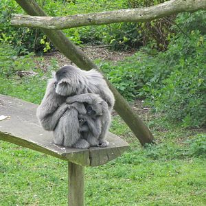 Moloch Gibbon - 2/5/15