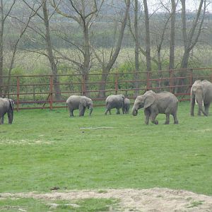 African Elephants - 2/5/15