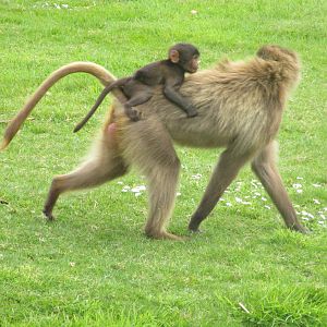 Gelada Baboon - 2/5/15