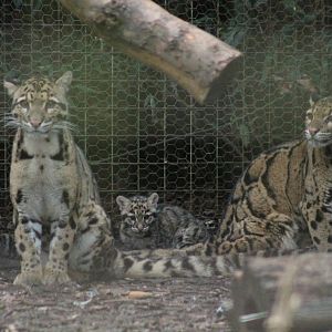 Clouded Leopards