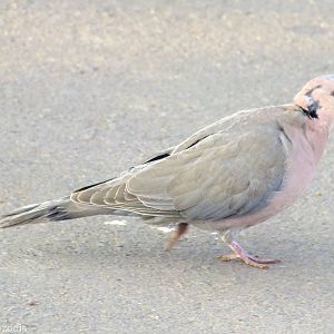 Red-eyed Dove - 2013