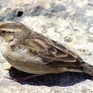 Sparrow ID? - 2013
