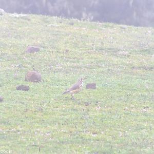 Groundscraper Thrush - 2013