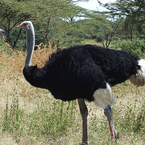 Somali Ostrich - 2013