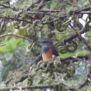 Little Rock Thrush- 2013