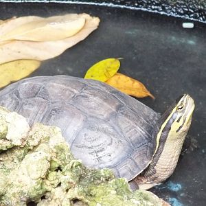 South East Asian Box Turtle