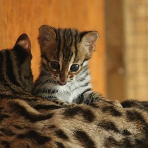 Indochinese Leopard Cat Kittens