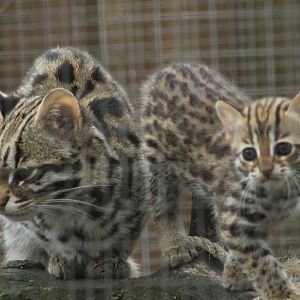 Indochinese Leopard Cat Kittens