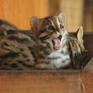 Indochinese Leopard Cat Kittens