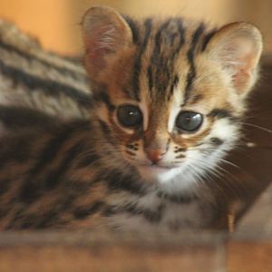 Indochinese Leopard Cat Kittens
