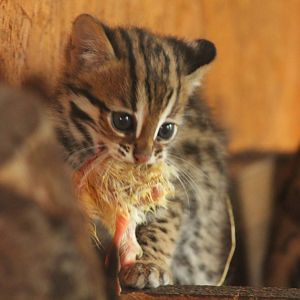 Indochinese Leopard Cat Kittens