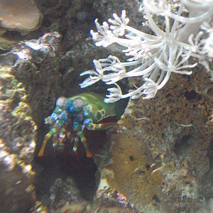 Peacock Mantis Shrimp (Odontodactylus scyllarus)