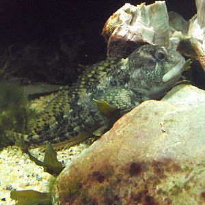 Longspined Seascorpion (Taurulus bubalis)