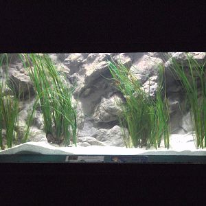 View of the new Big-bellied Seahorse