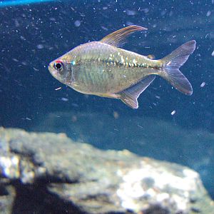 Diamond Tetra (Moenkhausia pittieri)