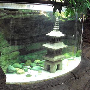 View of goldfish tank