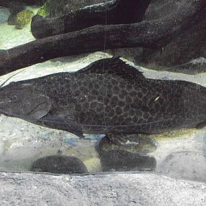 Marbled Pimeloid Catfish (Leiarius marmoratus)