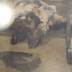 Indian Mudskipper (Periophalamus novemradiatus)