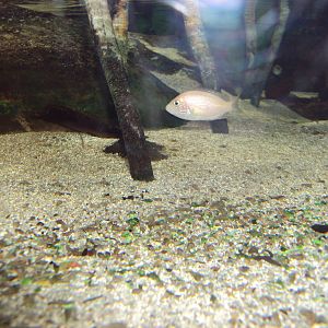 Oligomelanic Orange Chromide