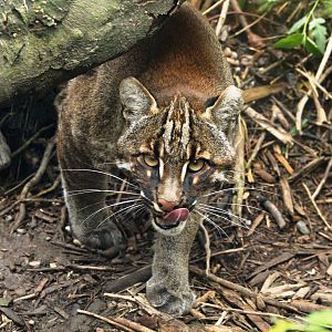 Golden Cat - 2nd May 2015