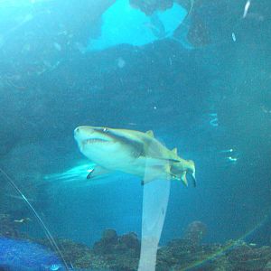 Sand Tiger Shark