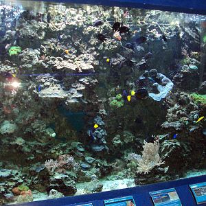 View of Coral tank