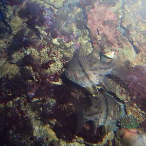 Orbiculate Cardinalfish (Sphaeramia orbicularis)