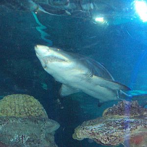 Sand Tiger Shark