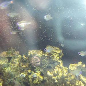 Threadfin Cardinalfish