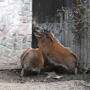 Red River Hogs want to go Inside