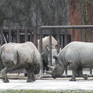 Black Rhinos in front and Northern White Rhino Behind