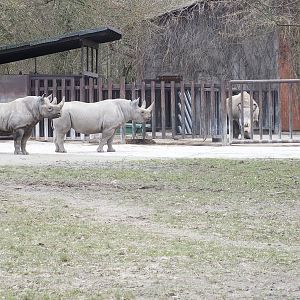 Black Rhinos in front and Northern White Rhino Behind